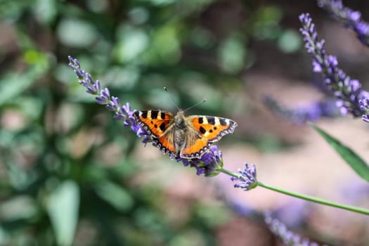 Small tortoiseshell (aglais urticae) butterfly taking nectar from lavender blossom