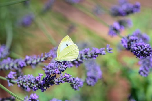 Cabbage white butterfly (Pieris rapae) on a lavender flowered