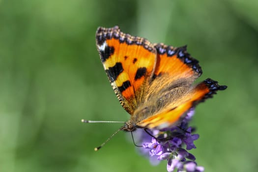 Small tortoiseshell (aglais urticae) butterfly taking nectar from lavender blossom