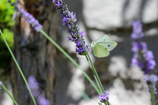 Cabbage white butterfly (Pieris rapae) on a lavender flowered