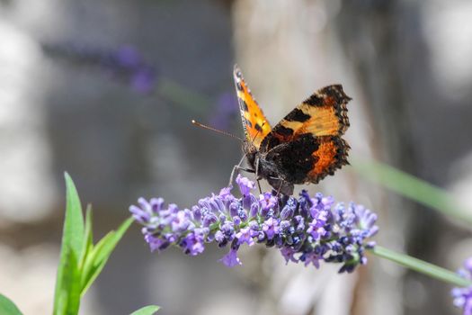 Small tortoiseshell (aglais urticae) butterfly taking nectar from lavender blossom