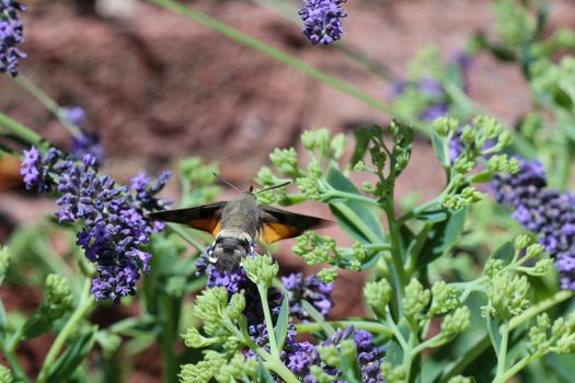 Flying kolibri hawk moth, hummingbird hawk moth (macroglossum stellatarum) taking nectar from lavender blossom