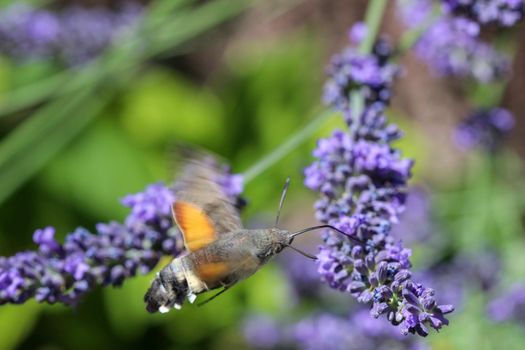 Flying kolibri hawk moth, hummingbird hawk moth (macroglossum stellatarum) taking nectar from lavender blossom