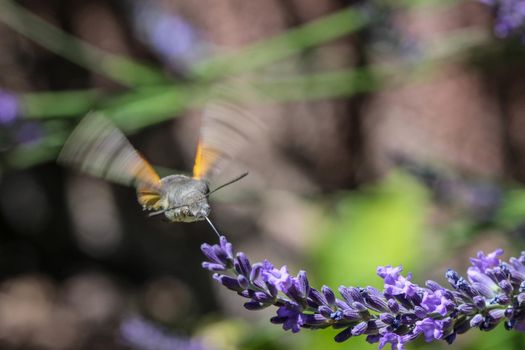 Flying kolibri hawk moth, hummingbird hawk moth (macroglossum stellatarum) taking nectar from lavender blossom