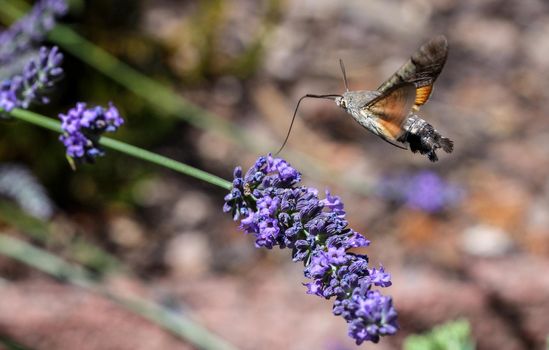 Flying kolibri hawk moth, hummingbird hawk moth (macroglossum stellatarum) taking nectar from lavender blossom