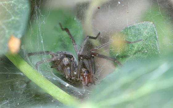 Close-up of a big house spider (tegenaria domestica) waiting in the spider web for insects