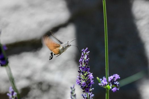 Flying kolibri hawk moth, hummingbird hawk moth (macroglossum stellatarum) taking nectar from lavender blossom