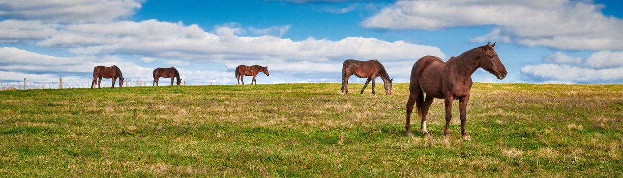 Horses grazing in a field with blue skies.