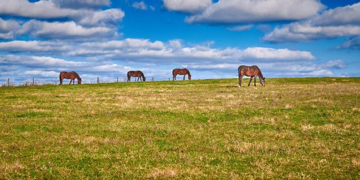 Horses grazing in a field with cloudy skies.