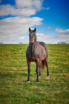 Single horse looking at camera with blue skies.