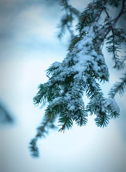 detail of a pine branches covered with snow