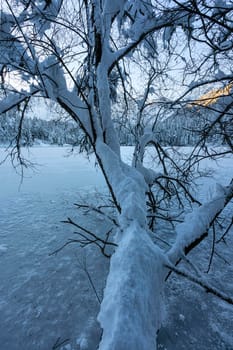 a snowy trunk protrudes over the frozen lake of Fusine, Tarvisio, Italy