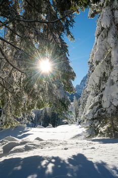 the sun's rays pass through the snowy branches of the pines in winter