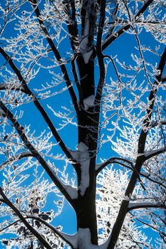 the branches of snow-covered trees illuminated against the light