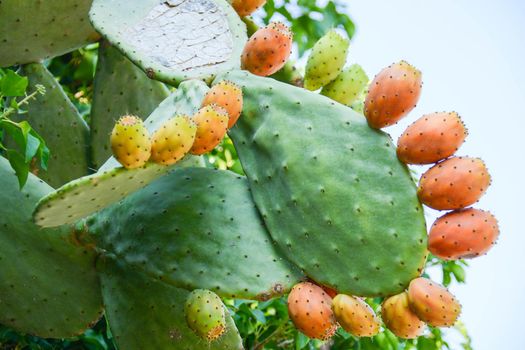 prickly pears wild fruit of sicily