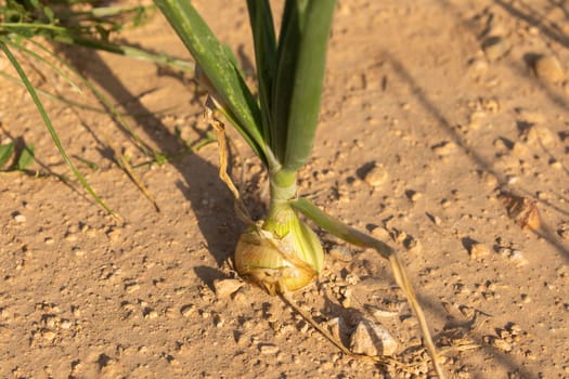 Growing onions in a farm field, a seasonal food, in the agricultural areas surrounding Gallur, a town in Aragon, Spain. Primary sector, agriculture.
