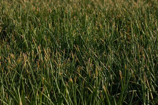 Growing onions in a farm field, a seasonal food, in the agricultural areas surrounding Gallur, a town in Aragon, Spain. Primary sector, agriculture.