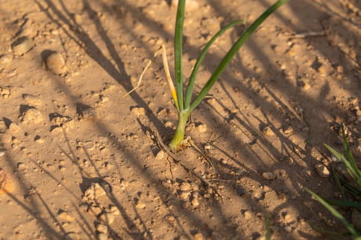 Growing onions in a farm field, a seasonal food, in the agricultural areas surrounding Gallur, a town in Aragon, Spain. Primary sector, agriculture.