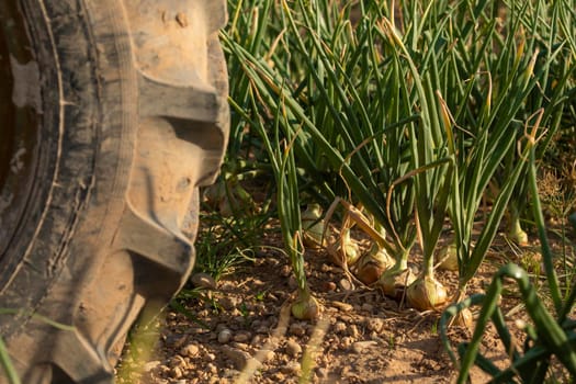 Growing onions in a farm field, a seasonal food, in the agricultural areas surrounding Gallur, a town in Aragon, Spain. Primary sector, agriculture.