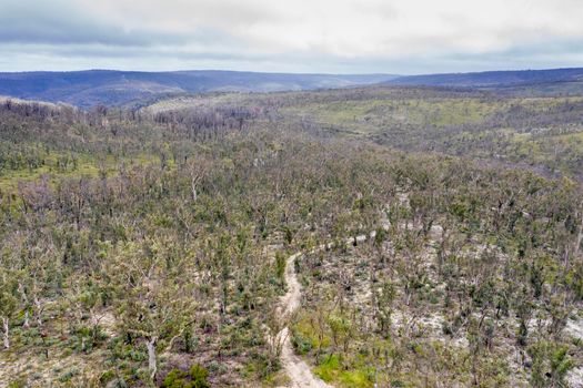 Aerial photograph of a dirt track and forest regeneration after bushfires near Clarence in the Central Tablelands in regional New South Wales in Australia