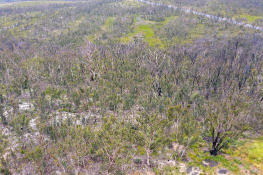 Aerial photograph of forest regeneration after bushfires near Clarence in the Central Tablelands in regional New South Wales in Australia