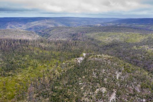 Aerial photograph of forest regeneration after bushfires near Clarence in the Central Tablelands in regional New South Wales in Australia
