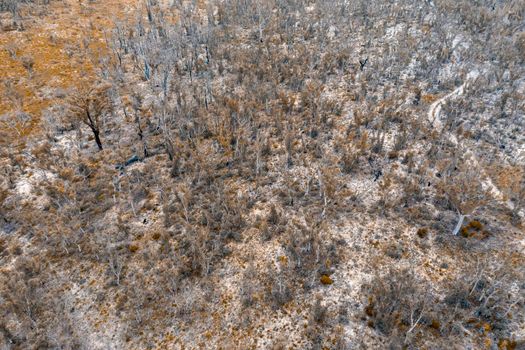 Aerial photograph of forest regeneration after bushfires near Clarence in the Central Tablelands in regional New South Wales in Australia