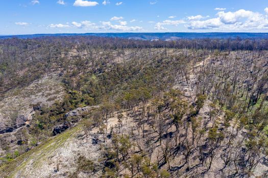 Aerial view of forest regeneration after bushfires in a large valley in the Central Tablelands in regional New South Wales in Australia