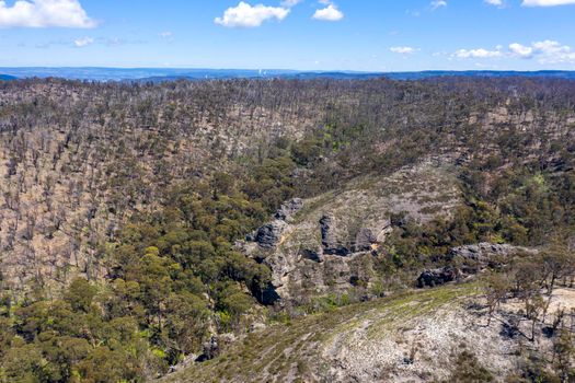 Aerial view of forest regeneration after bushfires in a large valley in the Central Tablelands in regional New South Wales in Australia