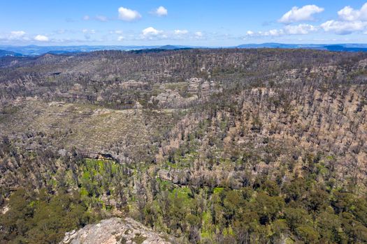 Aerial view of forest regeneration after bushfires in a large valley in the Central Tablelands in regional New South Wales in Australia