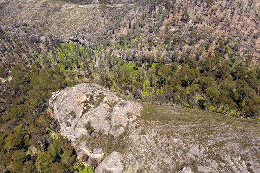 Aerial view of forest regeneration after bushfires in a large valley in the Central Tablelands in regional New South Wales in Australia