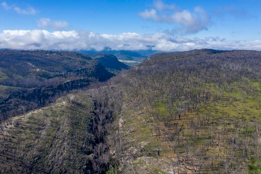 Aerial view of forest regeneration after bushfire in Dargan in the Central Tablelands in regional New South Wales Australia