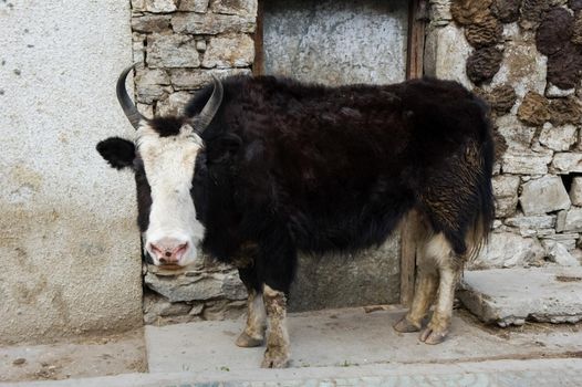 Yak on the streets of the village. Cattle in Tibet.