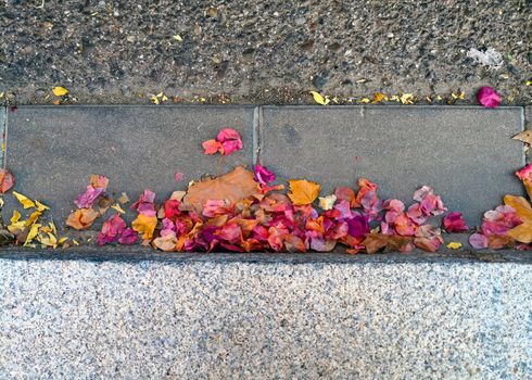 Multucolored autumn leaves and flowers on the asphalt