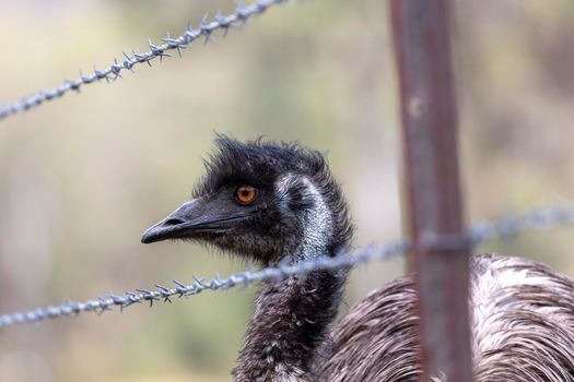 An Australian Emu walking along a barbed wire fence in the outback in regional Australia