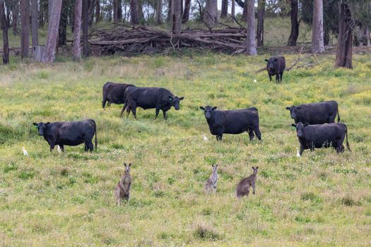 Birds Cows and Kangaroos in an agricultural field in regional New South Wales in Australia