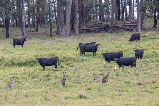 Birds Cows and Kangaroos in an agricultural field in regional New South Wales in Australia