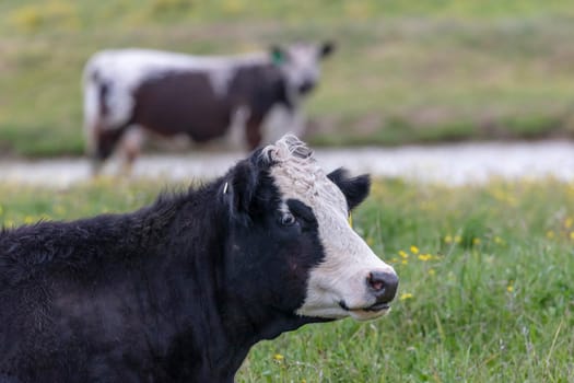 Black and white cows resting and eating in a green pasture in regional Australia