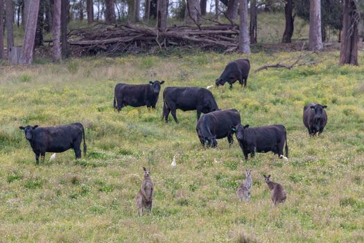 Birds Cows and Kangaroos in an agricultural field in regional New South Wales in Australia