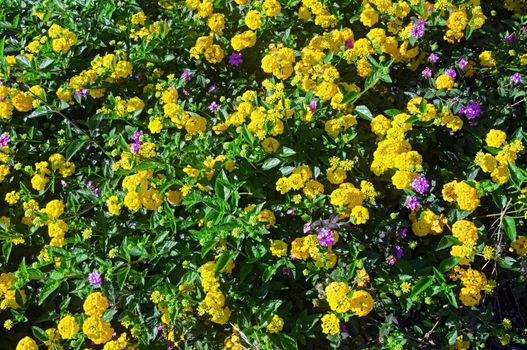 Big bush of yellow and violet flowers