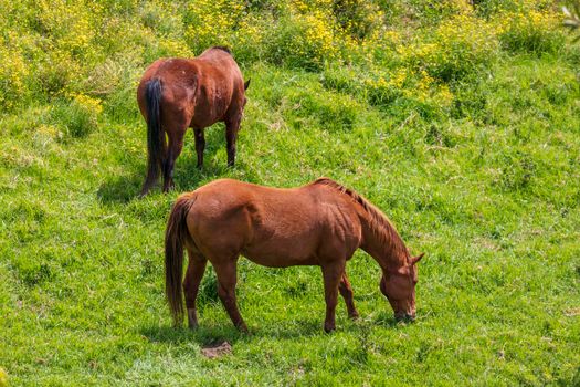 Brown horses grazing in a green pasture in the mountains in regional Australia