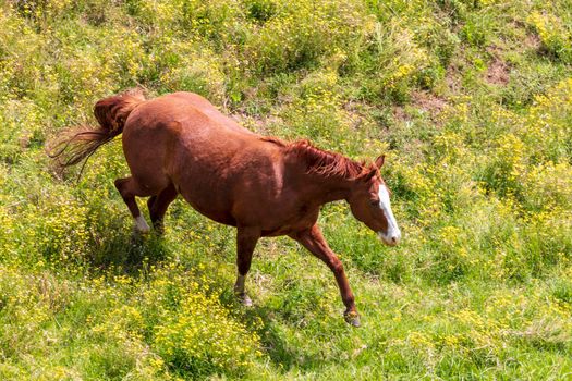 Brown horses grazing in a green pasture in the mountains in regional Australia