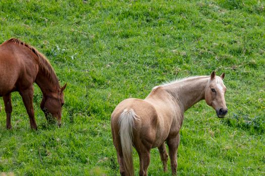 Brown horses grazing in a green pasture in the mountains in regional Australia