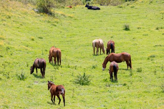 Brown horses grazing in a green pasture in the mountains in regional Australia