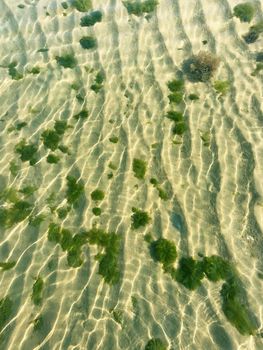 Clear sea water, sand and green seaweeds, morning, summer