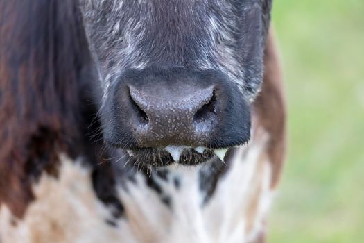 Close up of the nose and mouth with milk froth of a black and white cow in regional Australia