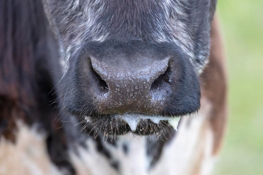 Close up of the nose and mouth with milk froth of a black and white cow in regional Australia