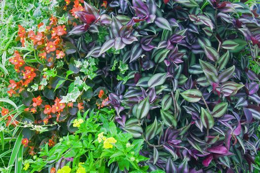 Mix of different green plants and yellow and red flowers