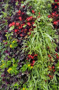 Mix of different green plants and yellow and red flowers