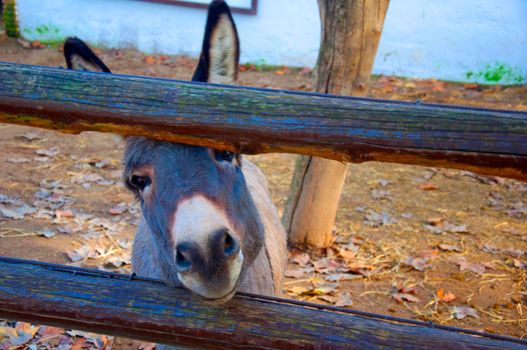 Small donkey's face, wooden fence in the zoo, autumn